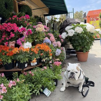 Armstrong Garden Centers - Nurseries & Gardening Near Me - Santa Monica, California Armstrong Garden Centers - Nurseries & Gardening Near Me - Santa Monica, California