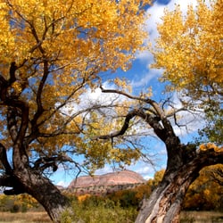 Village of Jemez Springs - Cottonwoods Jemez Springs