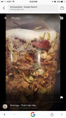 Bird Paradise by null