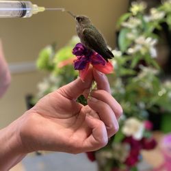 Chateau Senior Living - Almond Gardens