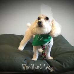 Woodland Lodge Pet Resort
