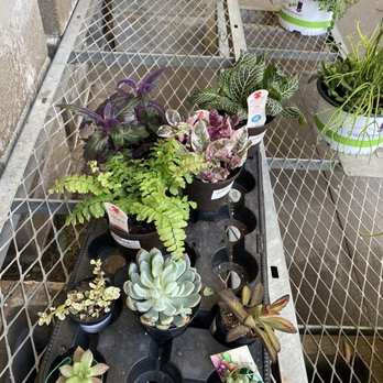 The Home Depot - Plants - Nurseries & Gardening Near Me - Houston, Texas The Home Depot - Plants - Nurseries & Gardening Near Me - Houston, Texas