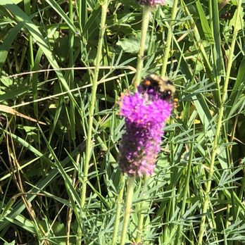 Bruce Vento Nature Sanctuary - Bee doing what bees do. Thank God! - Parks Near Me - St Paul, Minnesota