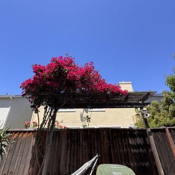 Jose Juan Maintenance - The plan was over grown and making the structure bend. He cleaned it up very nice! - Landscaping Near Me Jose Juan Maintenance - The plan was over grown and making the structure bend. He cleaned it up very nice! - Landscaping Near Me