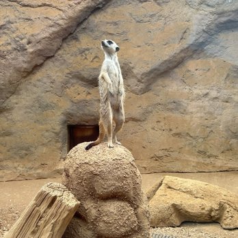 Indianapolis Zoo - Zoos Near Me - Indianapolis, Indiana Indianapolis Zoo - Zoos Near Me - Indianapolis, Indiana