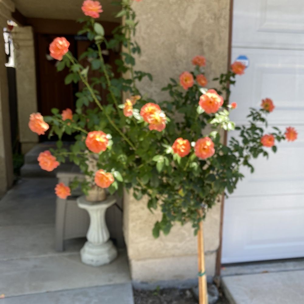 Armstrong Garden Centers - My roses I got from them. - Nurseries & Gardening Near Me - Thousand Oaks, California Armstrong Garden Centers - My roses I got from them. - Nurseries & Gardening Near Me - Thousand Oaks, California