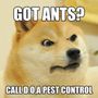 Photo of D.O.A Pest Control