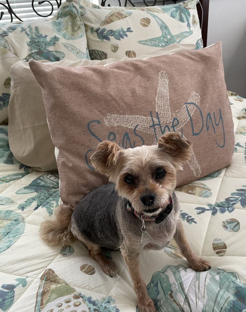 Beach Pet Grooming Image