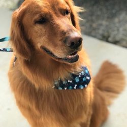 A Hair 2 Long Mobile Pet Grooming