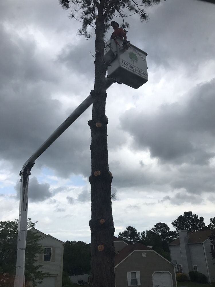 Poor Folks Tree Service - tree service in Virginia Beach, VA