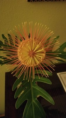 Ka'awa Loa Plantation by null