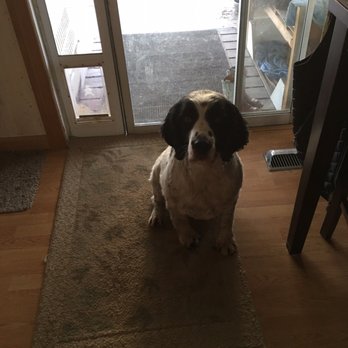 Gentle Groomer - My buddy. - Pet Services Near Me - Canby, Oregon Gentle Groomer - My buddy. - Pet Services Near Me - Canby, Oregon