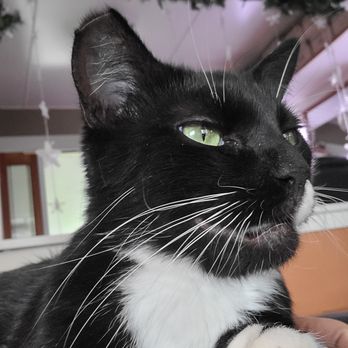 Mercy Vet - Couple weeks after teeth removed, she let's me tough her mouth now . - Veterinarians Near Me - Mercer Island, Washington Mercy Vet - Couple weeks after teeth removed, she let's me tough her mouth now . - Veterinarians Near Me - Mercer Island, Washington