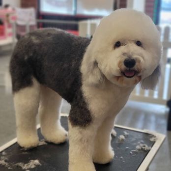 Groovy Grooming by Paij - Ive been going to this groomer for months now--they truly are amazing! - Pet Groomers Near Me - Platte City, Missouri Groovy Grooming by Paij - Ive been going to this groomer for months now--they truly are amazing! - Pet Groomers Near Me - Platte City, Missouri