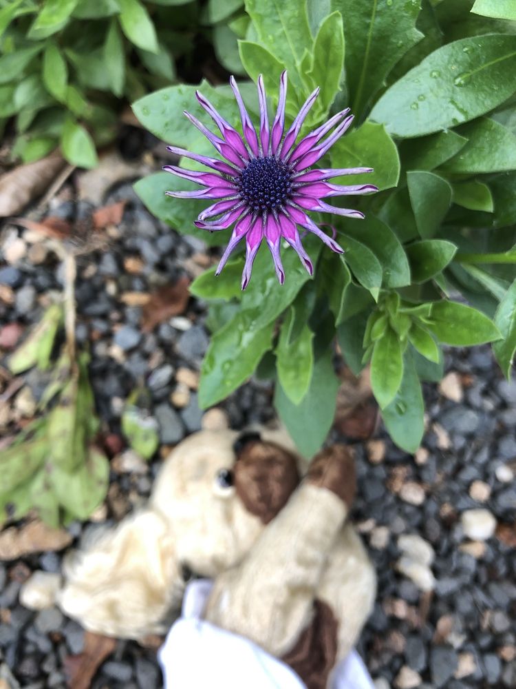 DALEY’S FRUIT TREE NURSERY 36 Daleys Ln, Geneva New South Wales