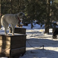 Alaskan Adventure - Every dog has its own home.