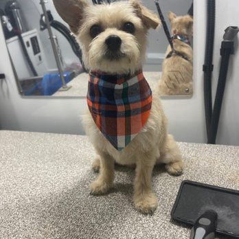 Bark Busters - Pet Training Near Me Bark Busters - Pet Training Near Me