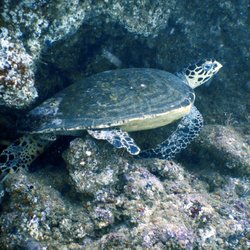 Twin Dolphins - BEAUTIFUL TURTLE CHILLING OUT IN IT'S CAVE! We gave it space, no riding and no touching.