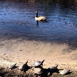 Atrium Retirement Community - In the pond by the independent living