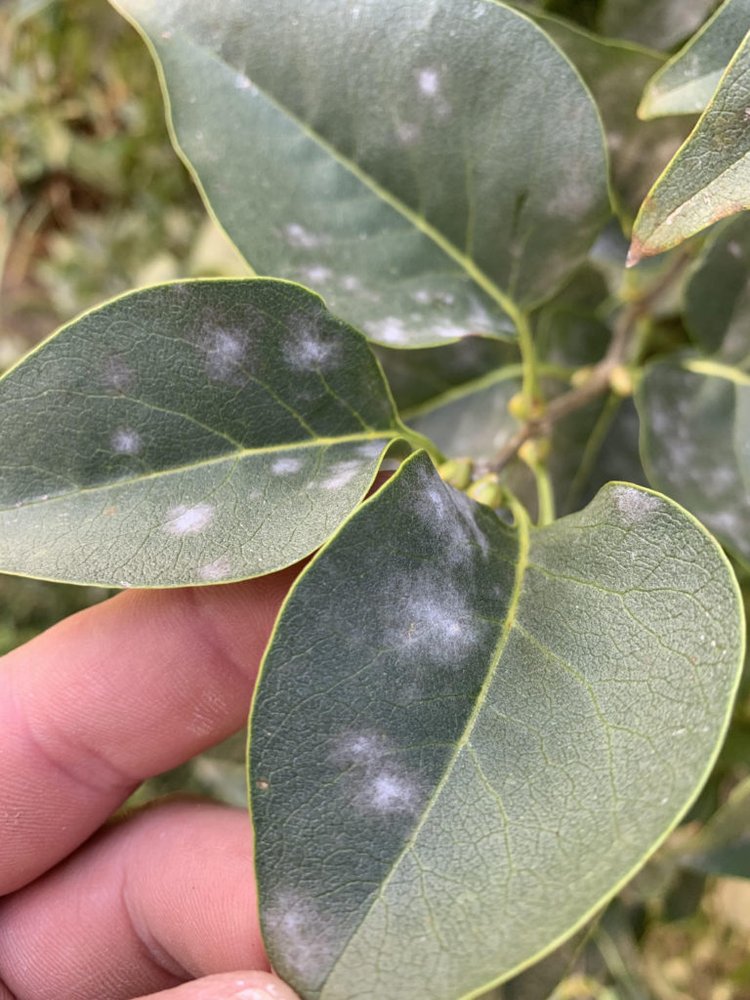 Mold Mentor - mold inspector in Westerville, OH