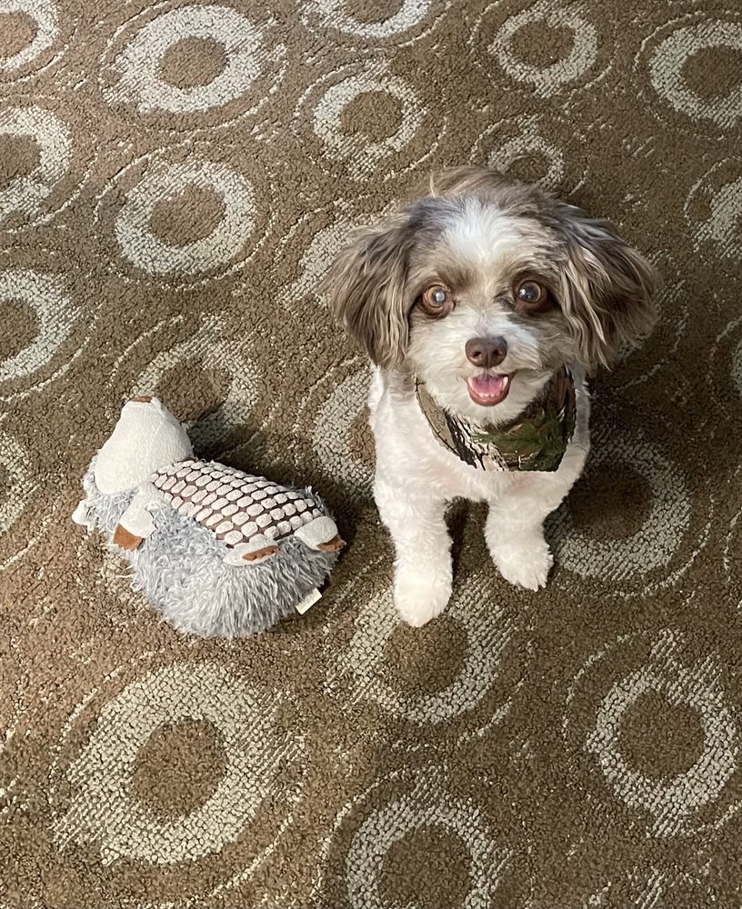 BARKS N BUBBLES PADUCAH Updated September 2024 3588 Lone Oak Rd