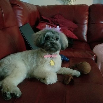 Tinibaybeez Dog Grooming - Bischon - Pet Groomers Near Me - Portage, Indiana Tinibaybeez Dog Grooming - Bischon - Pet Groomers Near Me - Portage, Indiana
