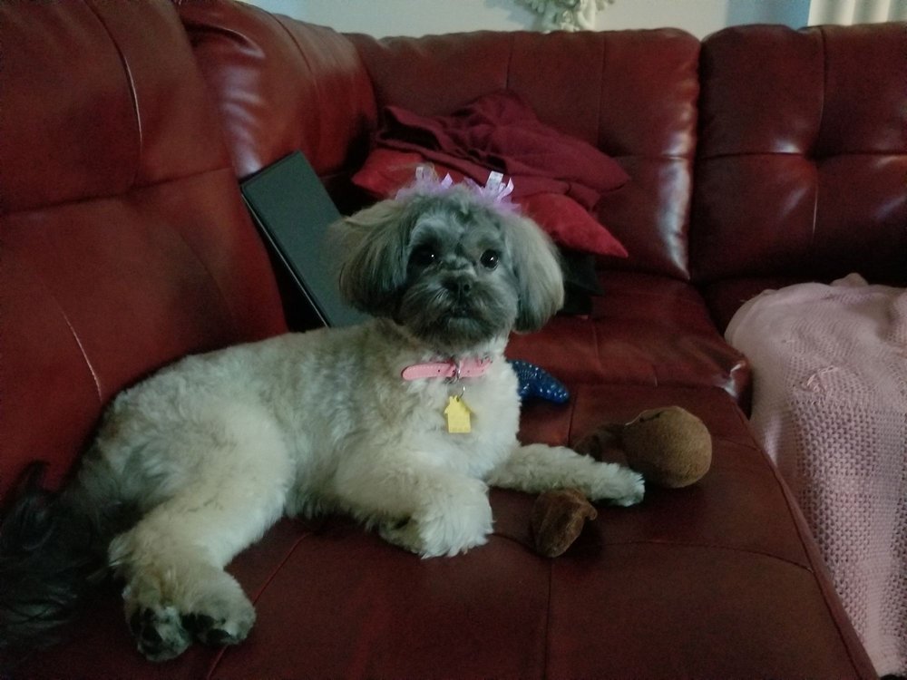 TINIBAYBEEZ DOG GROOMING 10 Reviews 5960 Evergreen Ave, Portage