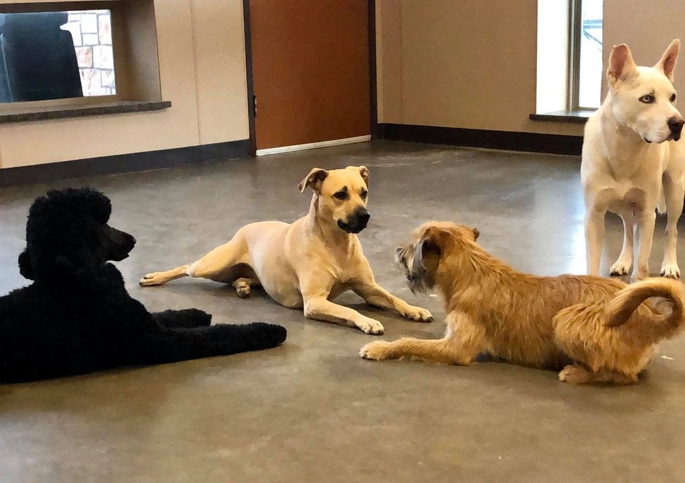 SIMPLY POSH PETS 25 Photos 7516 Kathy Ln, Benbrook, TX Yelp