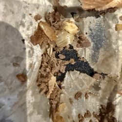Bar Symon - Crumbled serving tray paper lining.