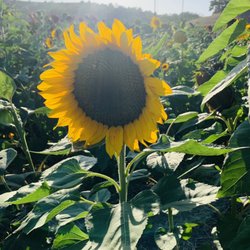 Gattavecchi - Tuscany Sunflowers!