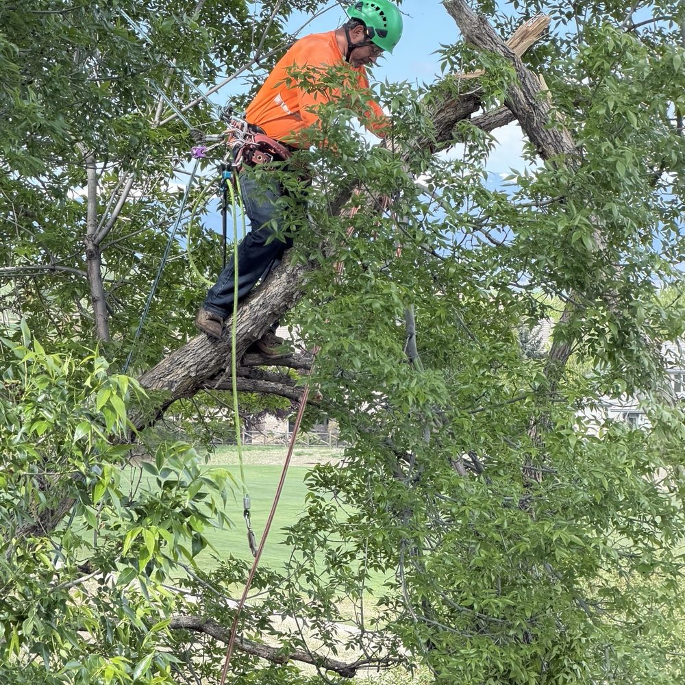 All Season Tree Service - Tree Services Near Me All Season Tree Service - Tree Services Near Me