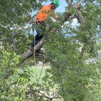 All Season Tree Service - Tree Services Near Me