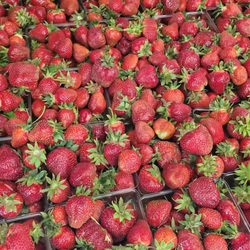 Calvin Lutz Farms - Picked strawberries, yum! $5/qt 2023