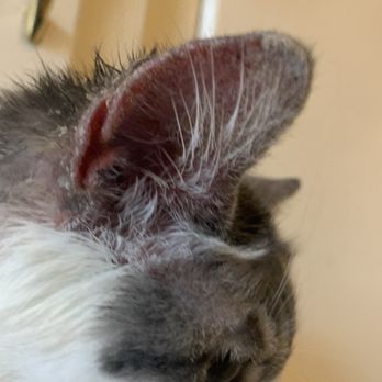 arrow dog and cat animal hospital