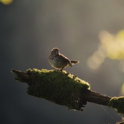 Quinnfoto