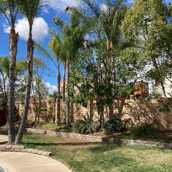 ArborCare Tree Care - After - Tree Services Near Me ArborCare Tree Care - After - Tree Services Near Me