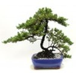 Miami Tropical Bonsai - Elm bonsai