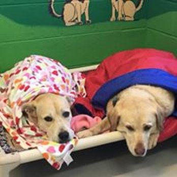 1. The Furkids Club