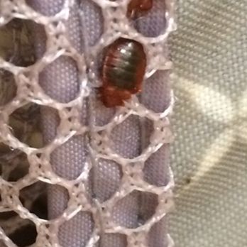 PDX Pest Control - Bed bugs - Pest Control Near Me PDX Pest Control - Bed bugs - Pest Control Near Me