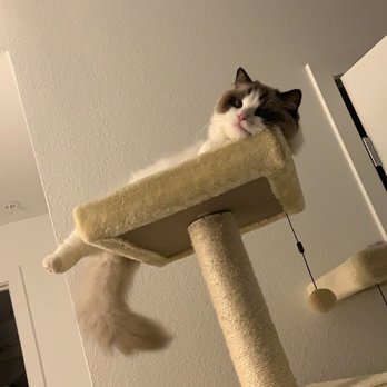 AdorableDolls Ragdolls - Pet Breeders Near Me AdorableDolls Ragdolls - Pet Breeders Near Me
