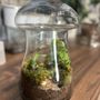Photo of Terrarium