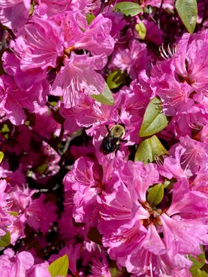 Foellinger-Freimann Botanical Conservatory by null