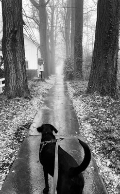 Haverford College Arboretum