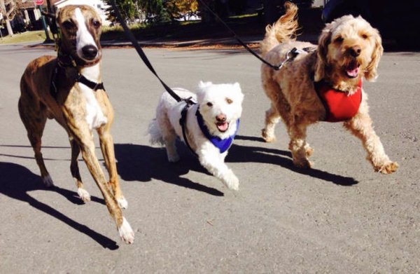 ramble on dog walking