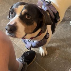 K-9 B&B Barracks & Basics - Dog