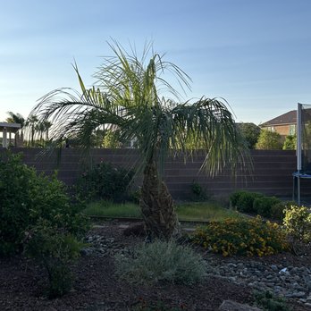 Palms & Trees Services - Tree Services Near Me - Las Vegas, Nevada Palms & Trees Services - Tree Services Near Me - Las Vegas, Nevada