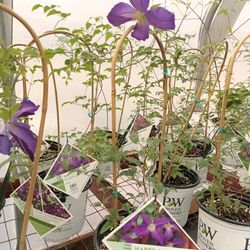 Laura's Garden - Vines, Trees & Shrubs