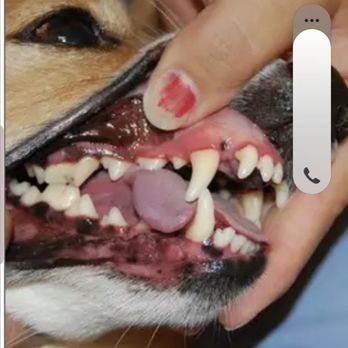 Exton Vet Clinic - Stanek never wears gloves - Veterinarians Near Me - Exton, Pennsylvania Exton Vet Clinic - Stanek never wears gloves - Veterinarians Near Me - Exton, Pennsylvania
