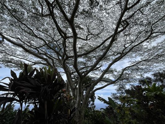 Garden of Eden Arboretum by null