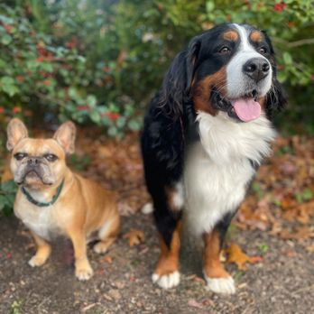 SPotts Petsitting - Frenchie & Bernese Mountain out for their walk. - Pet Sitting Near Me